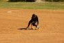 20120415 Big League Cookie Monsters -v- Scorpions